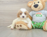 8 week old Cavapoo Puppy For Sale - Florida Fur Babies