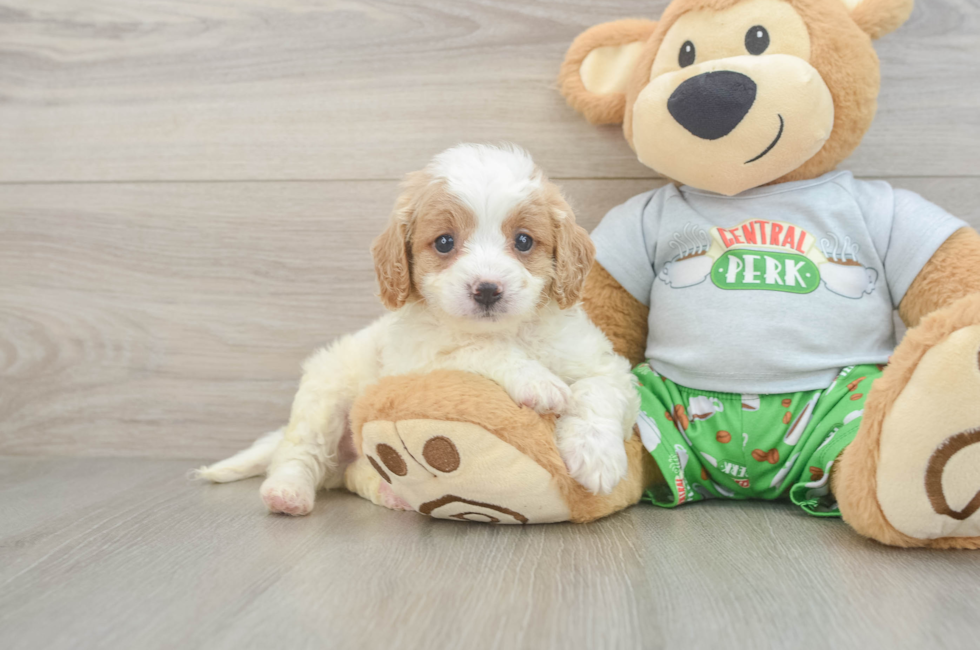 6 week old Cavapoo Puppy For Sale - Florida Fur Babies