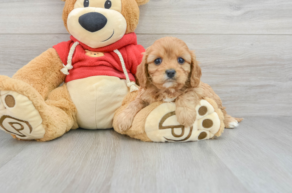 6 week old Cavapoo Puppy For Sale - Florida Fur Babies