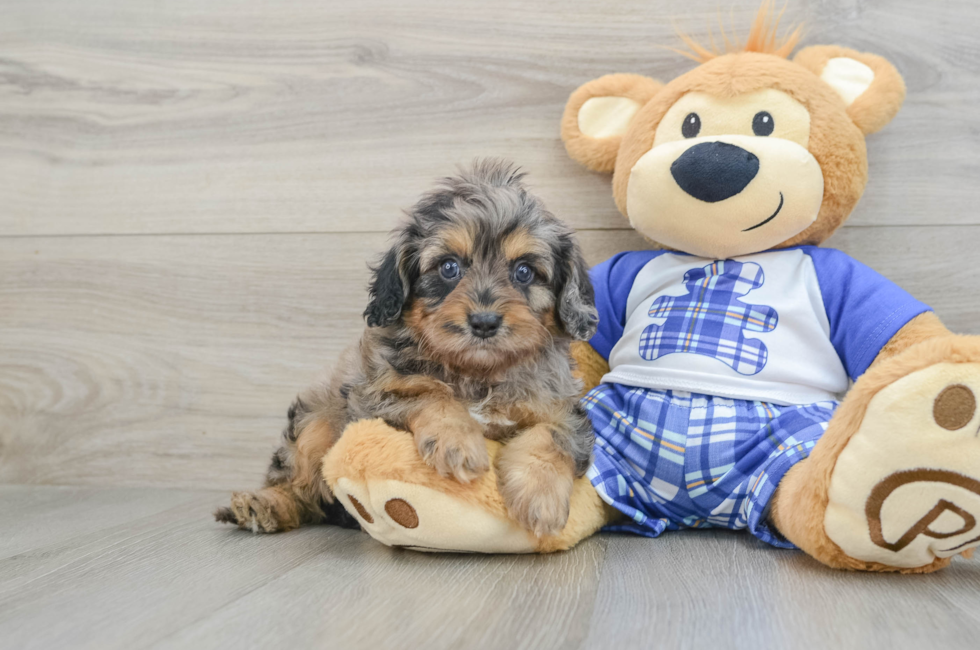 5 week old Cavapoo Puppy For Sale - Florida Fur Babies