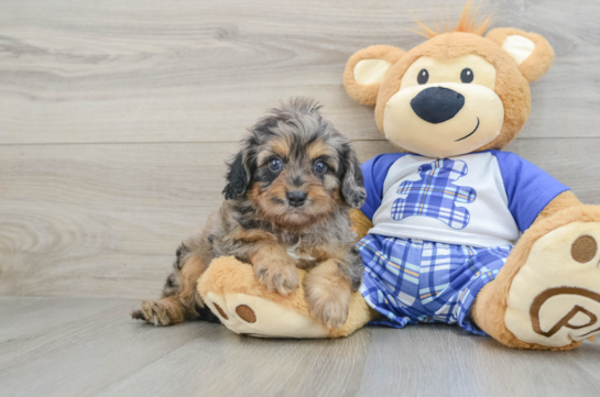 Petite Cavapoo Poodle Mix Pup