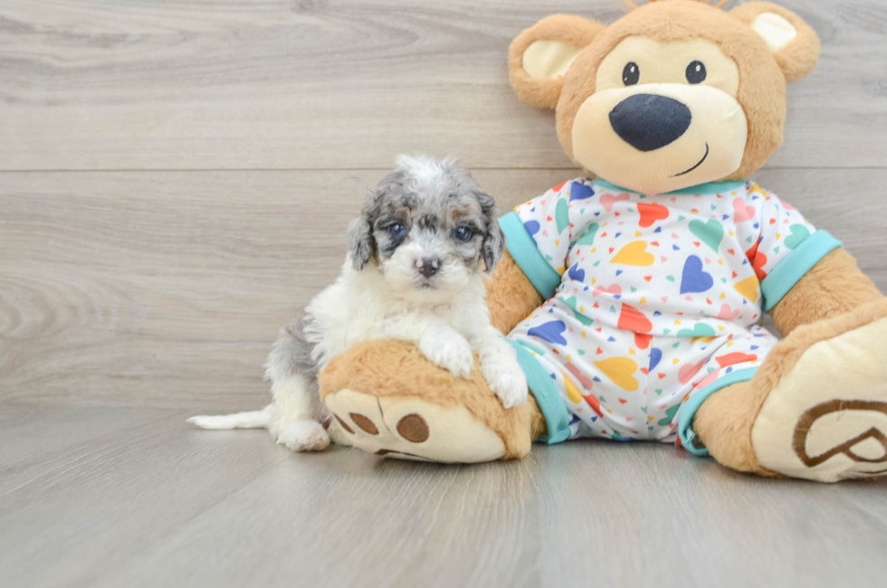 6 week old Cavapoo Puppy For Sale - Florida Fur Babies