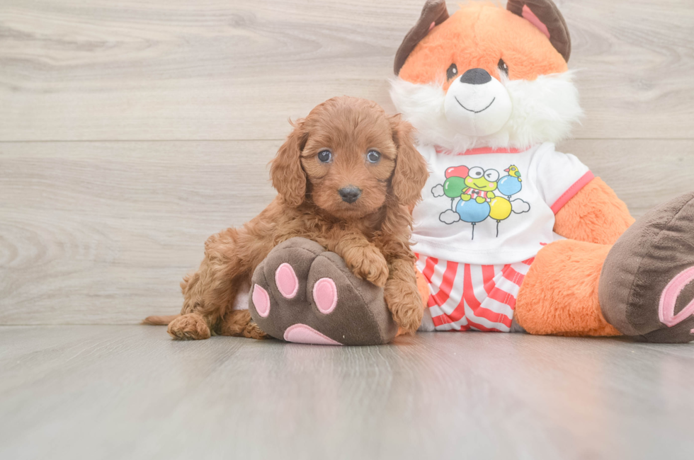 6 week old Cavapoo Puppy For Sale - Florida Fur Babies