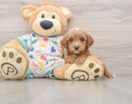 8 week old Cavapoo Puppy For Sale - Florida Fur Babies