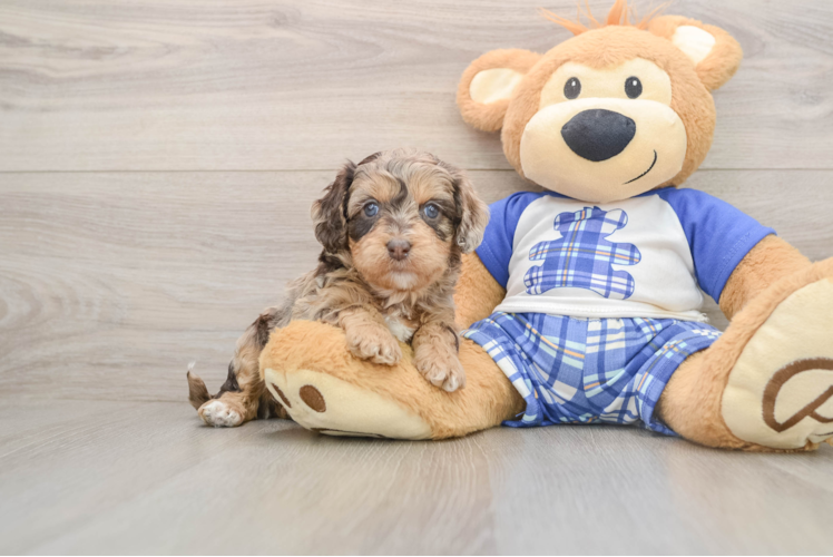 Cute Cavapoo Baby