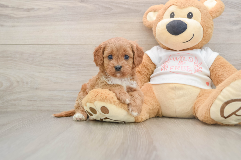 Cavapoo Pup Being Cute