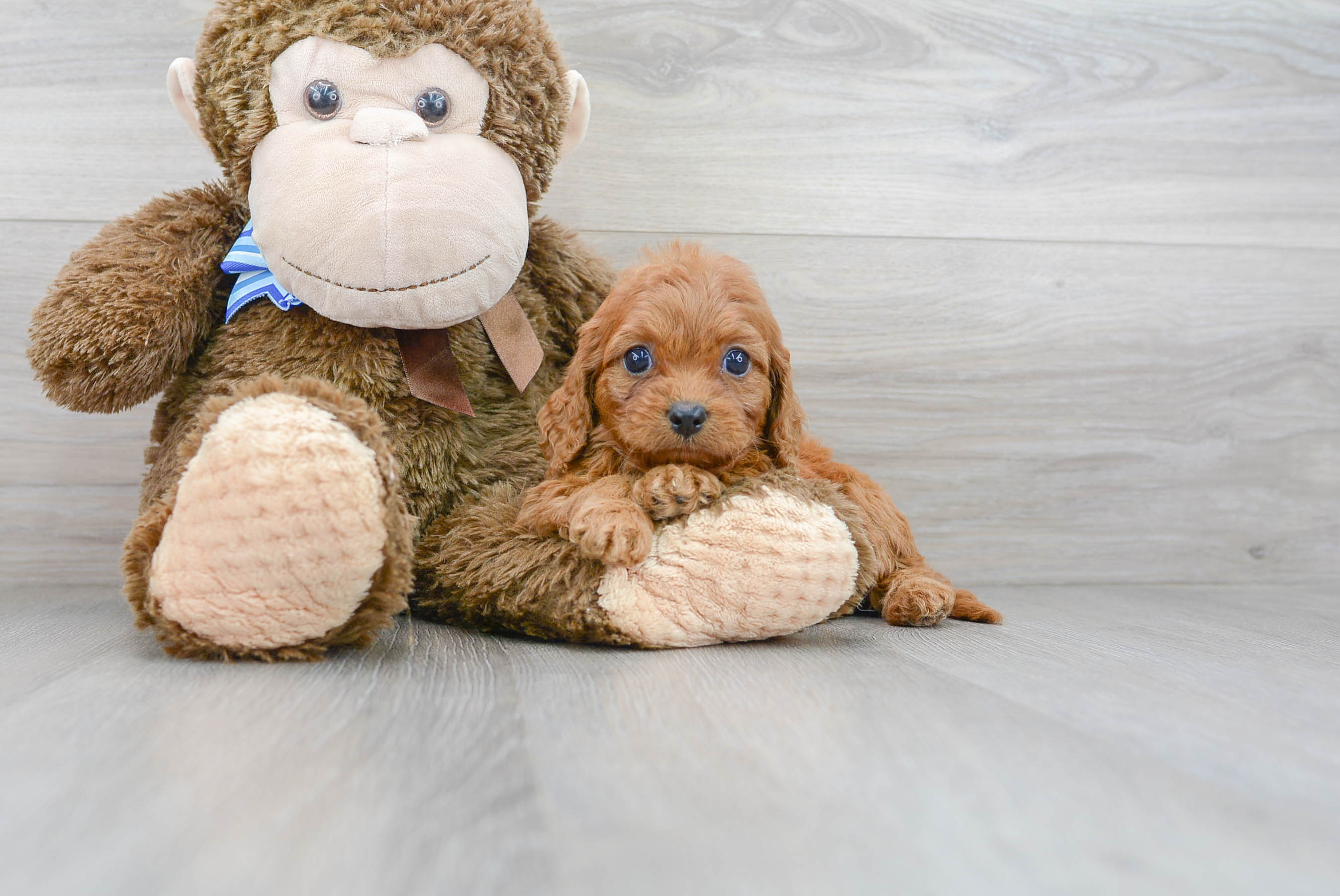 Cavapoo Pup Being Cute