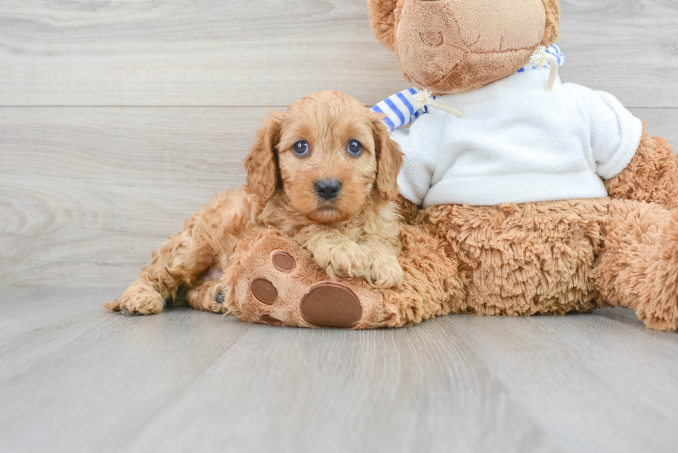 Best Cavapoo Baby