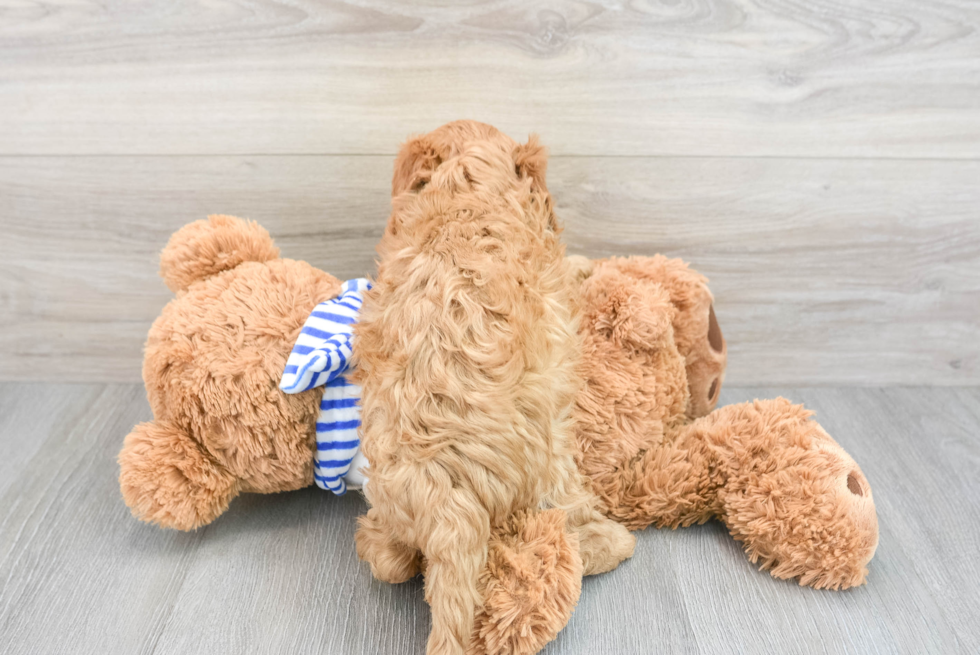 Happy Cavapoo Baby