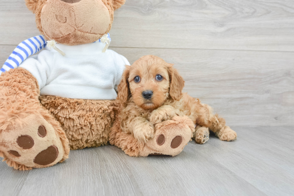 Adorable Cavoodle Poodle Mix Puppy