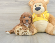 8 week old Cavapoo Puppy For Sale - Florida Fur Babies