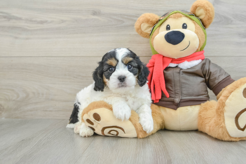 Funny Cavapoo Poodle Mix Pup