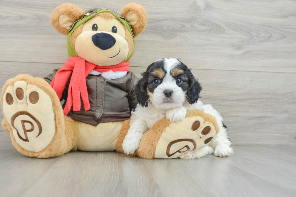 Playful Cavapoodle Poodle Mix Puppy