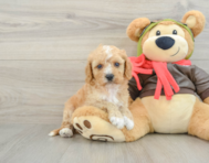 7 week old Cavapoo Puppy For Sale - Florida Fur Babies