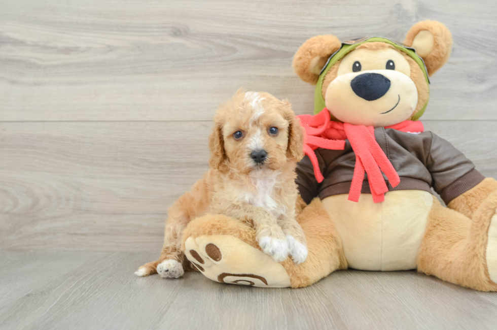 6 week old Cavapoo Puppy For Sale - Florida Fur Babies