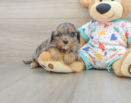 8 week old Cavapoo Puppy For Sale - Florida Fur Babies