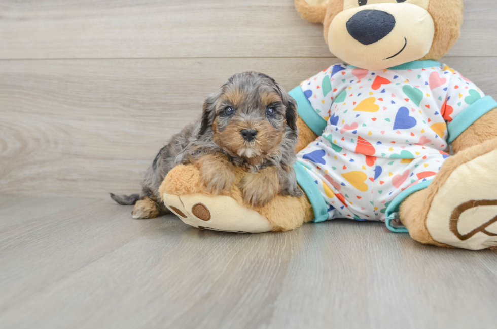 6 week old Cavapoo Puppy For Sale - Florida Fur Babies