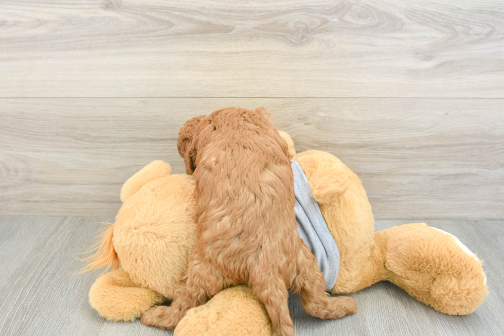 Cavapoo Pup Being Cute