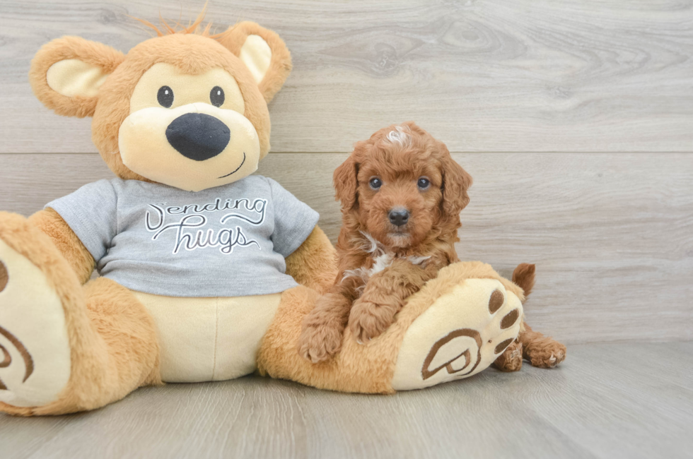 5 week old Cavapoo Puppy For Sale - Florida Fur Babies