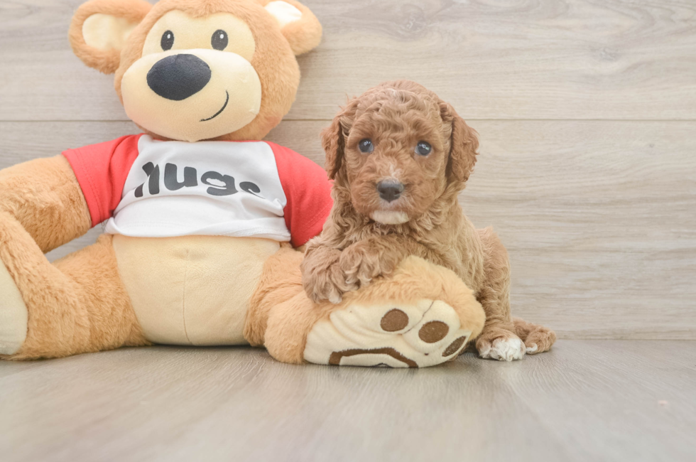 5 week old Cavapoo Puppy For Sale - Florida Fur Babies