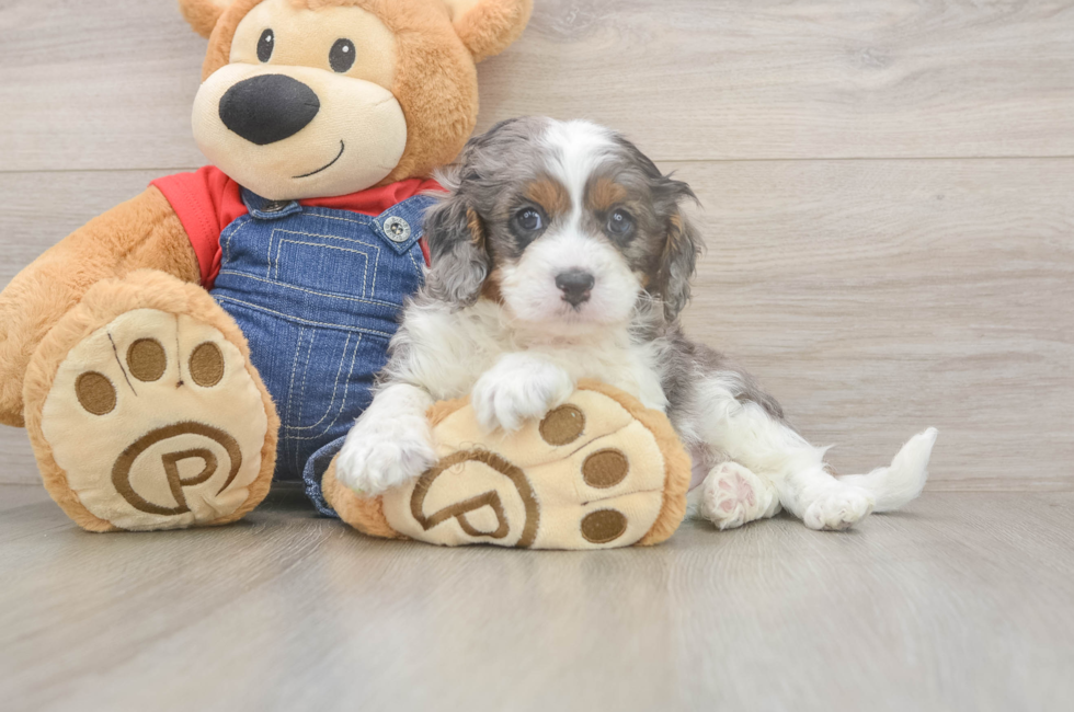5 week old Cavapoo Puppy For Sale - Florida Fur Babies
