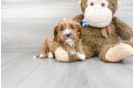 Meet Louie - our Cavapoo Puppy Photo 1/3 - Florida Fur Babies