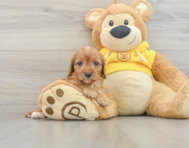 8 week old Cavapoo Puppy For Sale - Florida Fur Babies