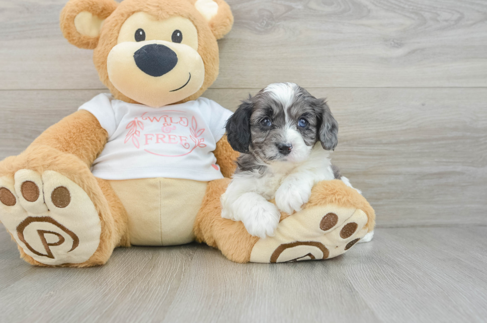 5 week old Cavapoo Puppy For Sale - Florida Fur Babies