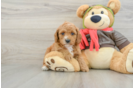 Cavapoo Pup Being Cute