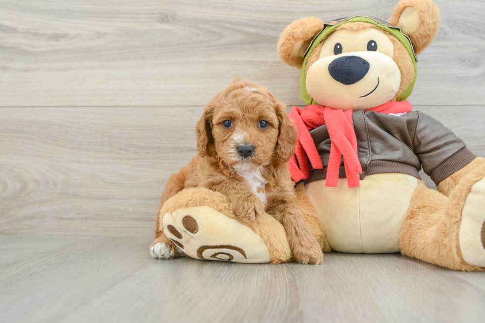 Cavapoo Pup Being Cute