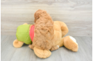 Playful Cavapoodle Poodle Mix Puppy