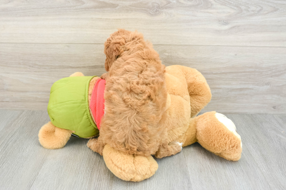 Playful Cavapoodle Poodle Mix Puppy