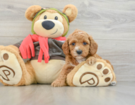 8 week old Cavapoo Puppy For Sale - Florida Fur Babies