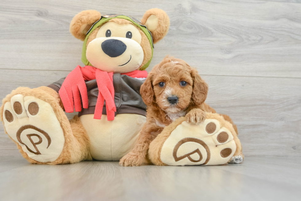 Friendly Cavapoo Baby