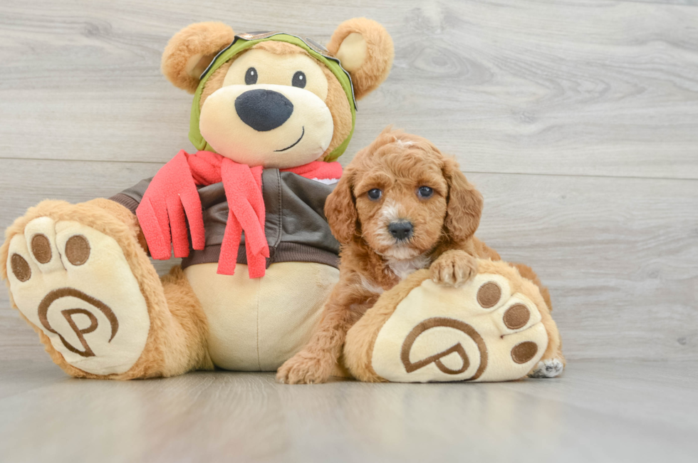 6 week old Cavapoo Puppy For Sale - Florida Fur Babies