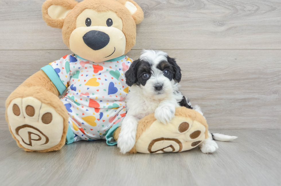 8 week old Cavapoo Puppy For Sale - Florida Fur Babies