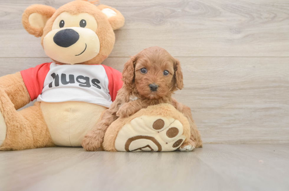 5 week old Cavapoo Puppy For Sale - Florida Fur Babies