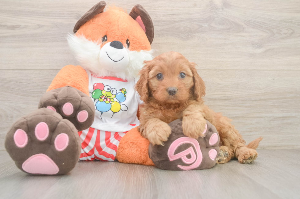 6 week old Cavapoo Puppy For Sale - Florida Fur Babies