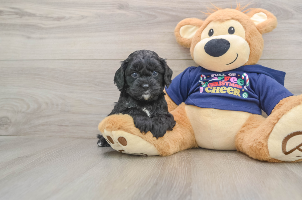 5 week old Cavapoo Puppy For Sale - Florida Fur Babies