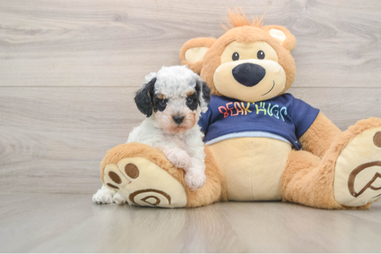 Cavapoo Pup Being Cute