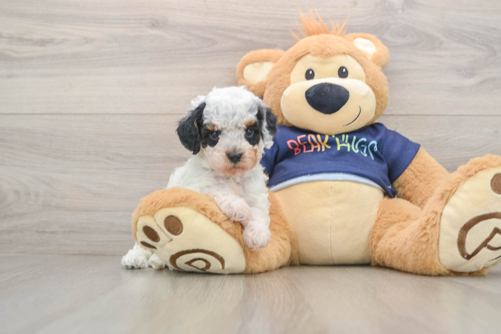 Cavapoo Pup Being Cute