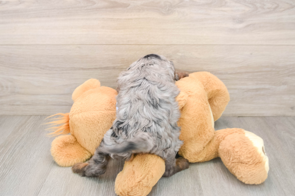 Cavapoo Puppy for Adoption