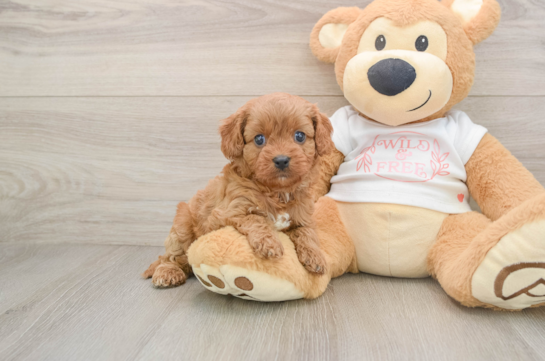 Little Cavipoo Poodle Mix Puppy