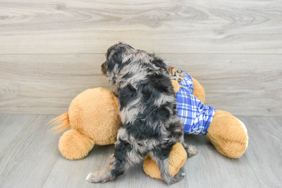 Best Cavapoo Baby