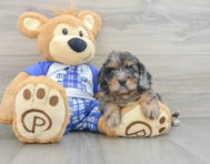 8 week old Cavapoo Puppy For Sale - Florida Fur Babies