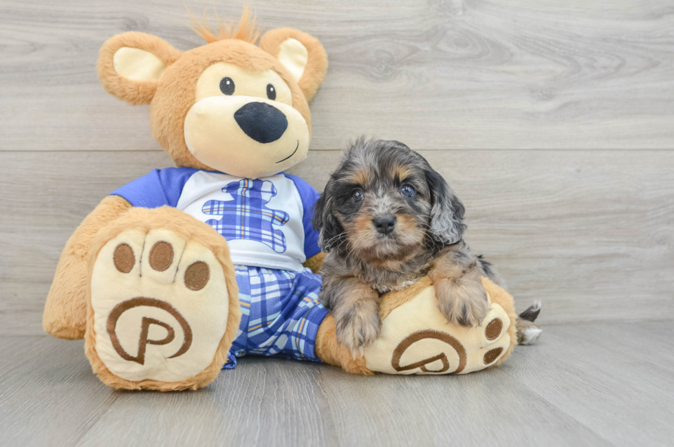 5 week old Cavapoo Puppy For Sale - Florida Fur Babies