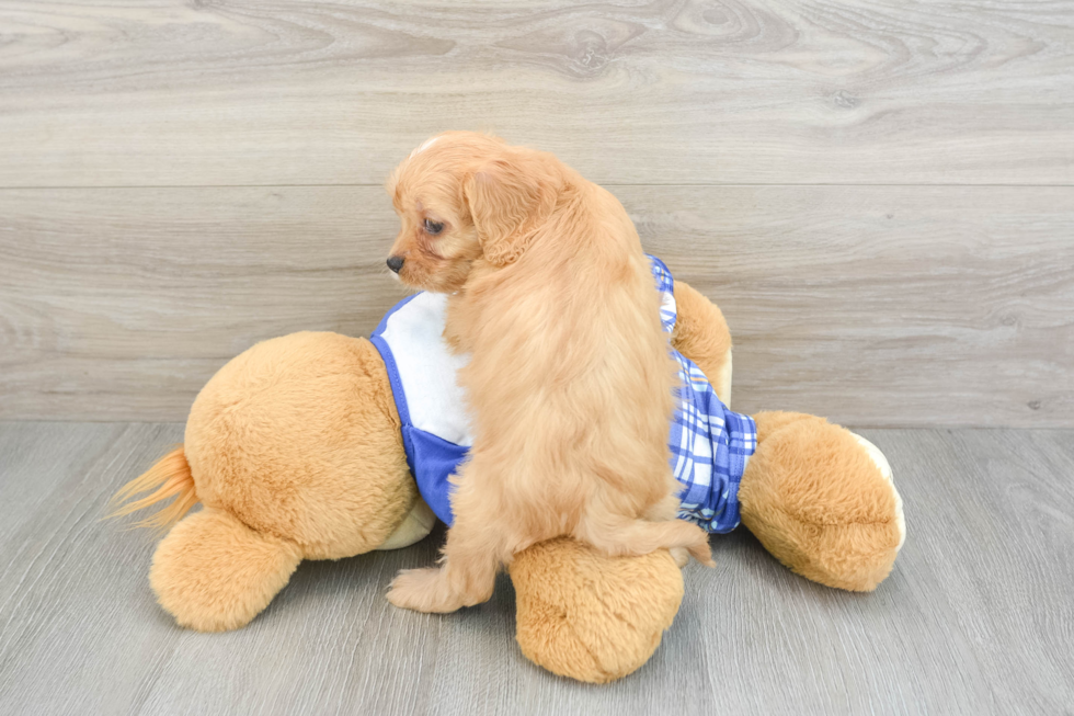 Adorable Cavalier King Charles Spaniel and Poodle Mix Poodle Mix Puppy