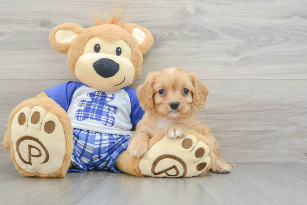 Cavapoo Puppy for Adoption