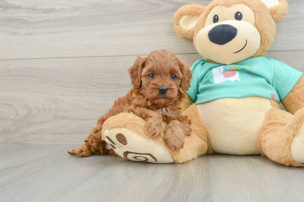 6 week old Cavapoo Puppy For Sale - Florida Fur Babies