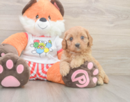 8 week old Cavapoo Puppy For Sale - Florida Fur Babies